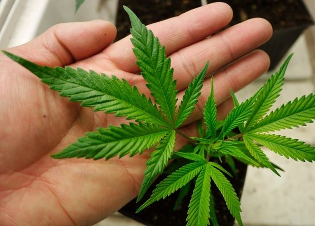 marijuana leaves held in a hand