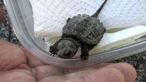 A Dundas Turtle Watch volunteer rescued this baby snapping from the road. (Catherine Shimmell/Dundas Turtle Watch)
