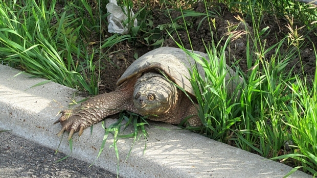A snapping turtle heads toward the road. (Dundas Turtle Watch)